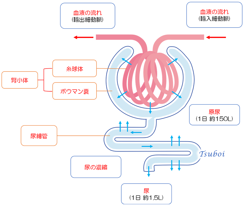 ネフロンの構造