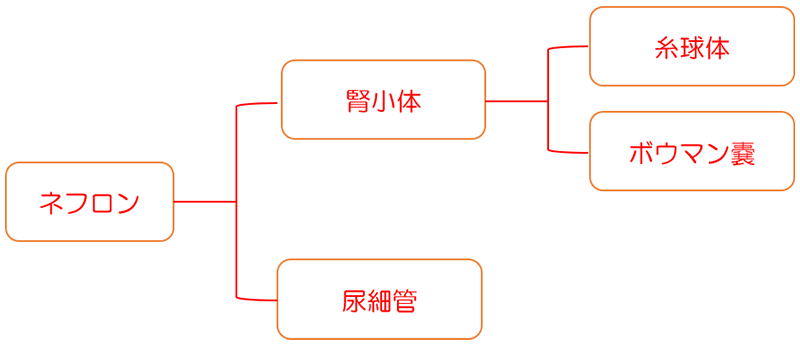 ネフロンの構造