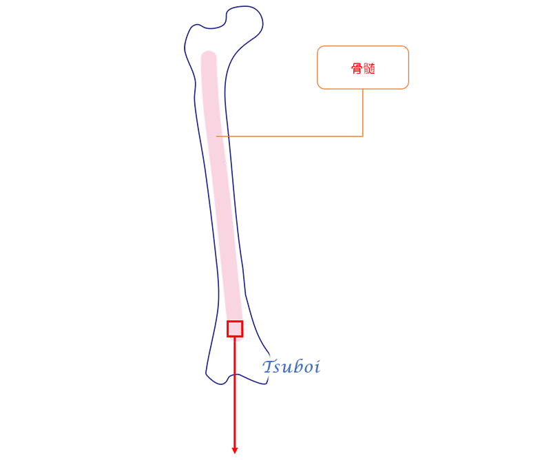 大腿骨と骨髄