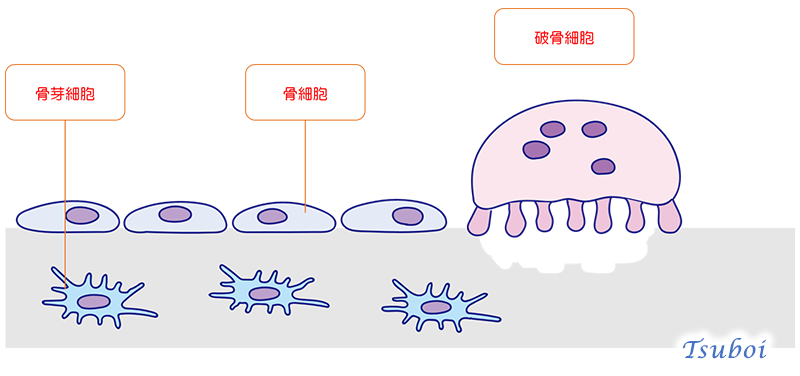 骨芽細胞と破骨細胞