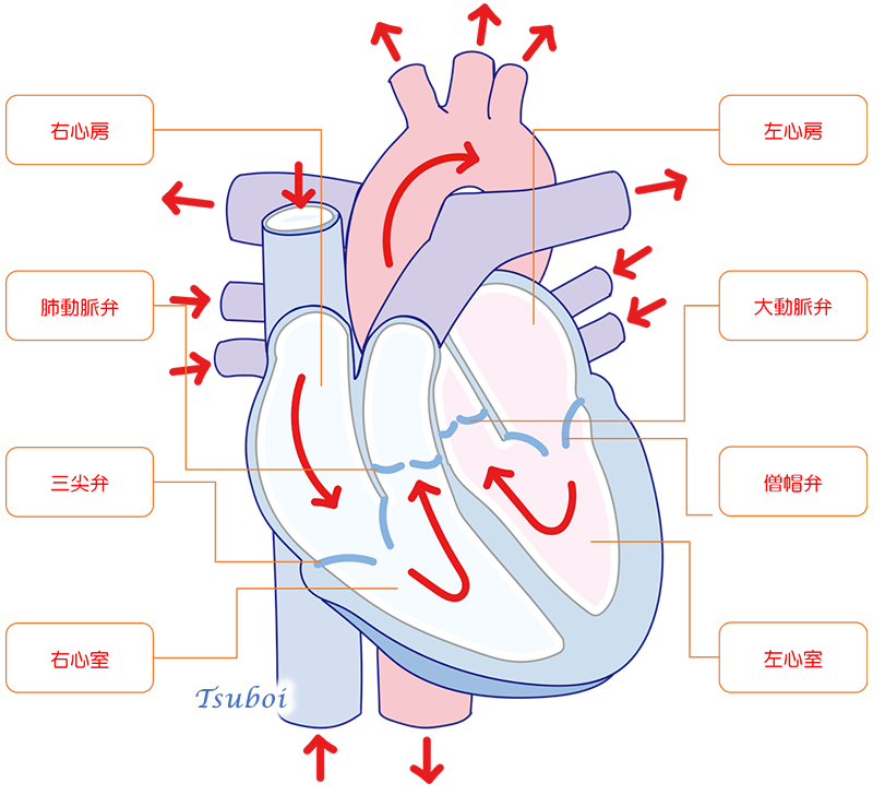 心臓の構造