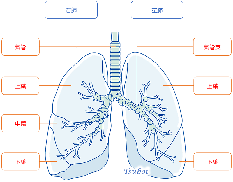 肺の解剖