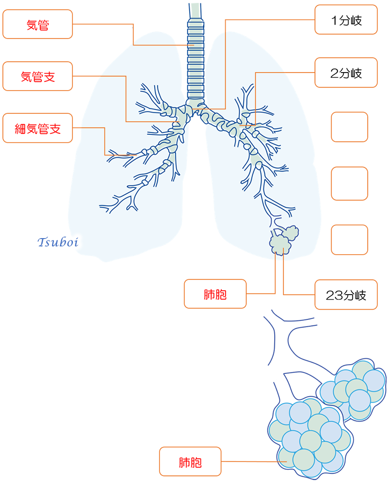 気管支と肺胞