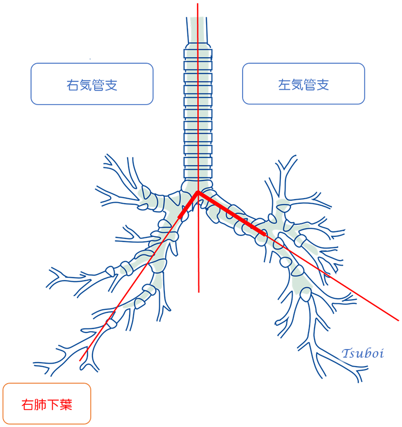 気管支の構造