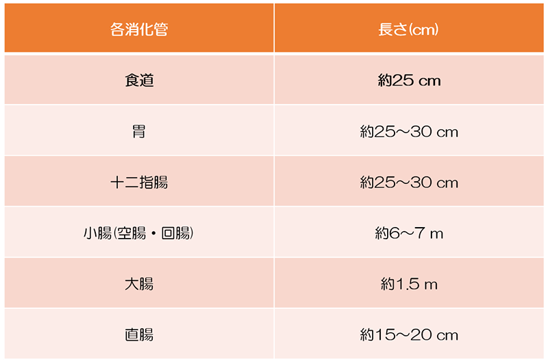 消化管の長さ