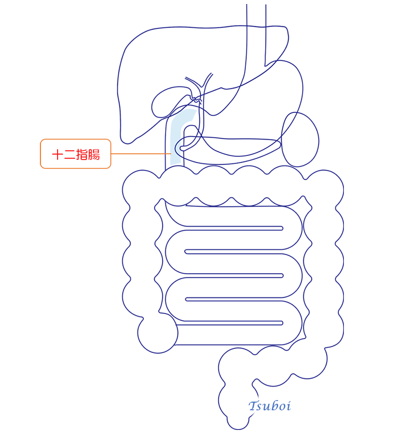 十二指腸のイメージ