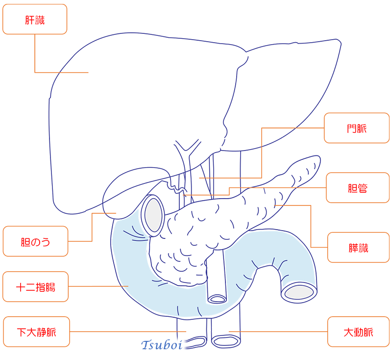 十二指腸の構造