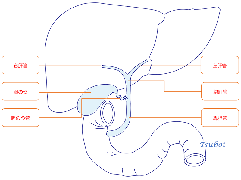胆のうの構造