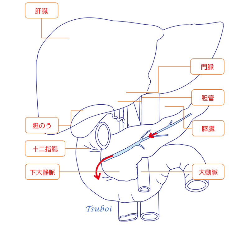 膵液の流れ