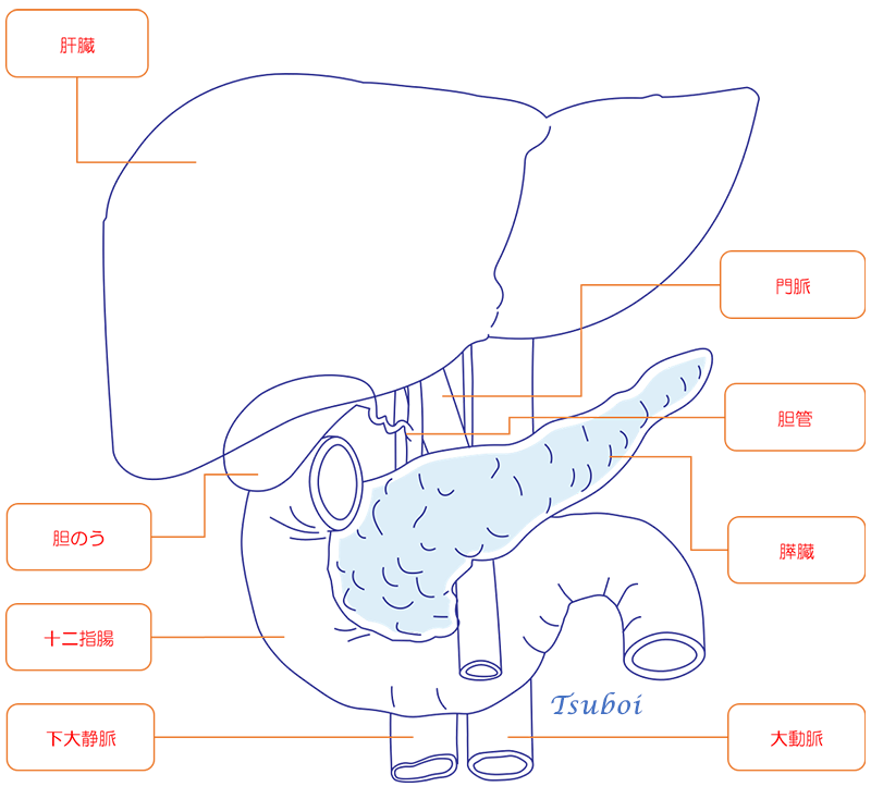 膵臓の構造