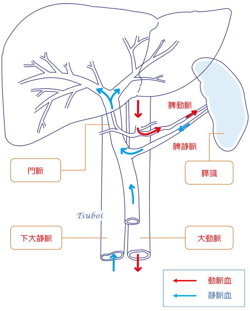 脾臓と血管系