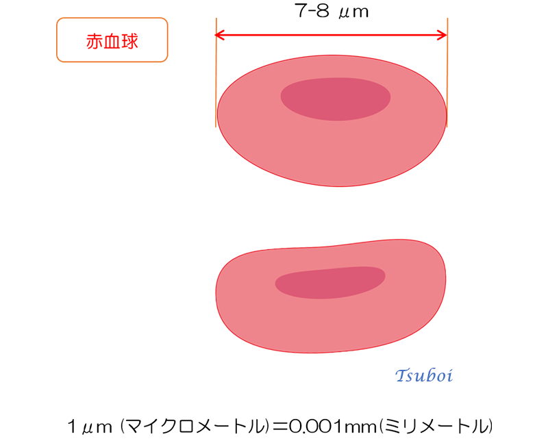 赤血球の大きさ