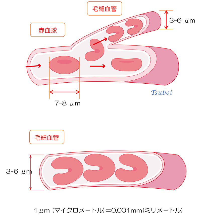 赤血球と毛細血管