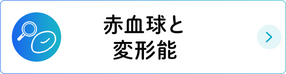 赤血球と変形能