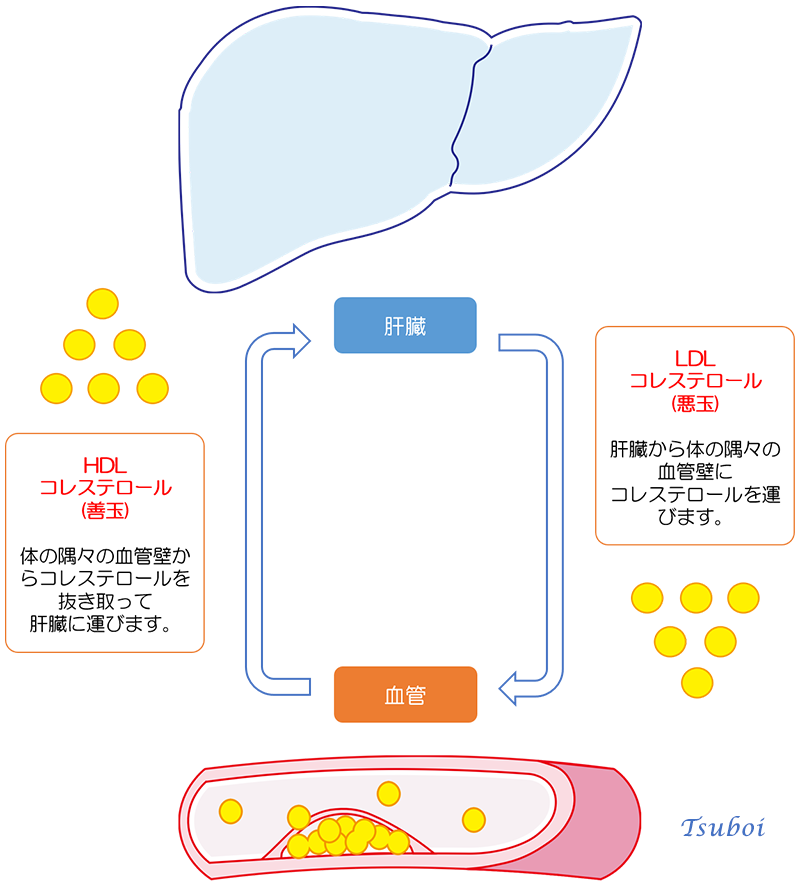 HDLコレステロールとLDLコレステロール