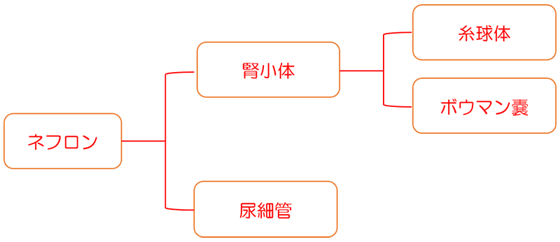 ネフロン・腎小体