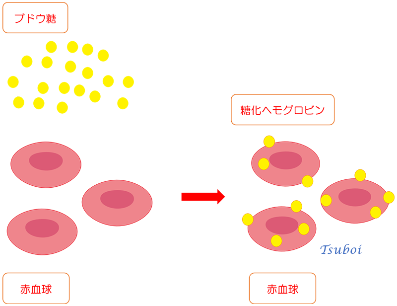 糖化ヘモグロビン（HbA1c）