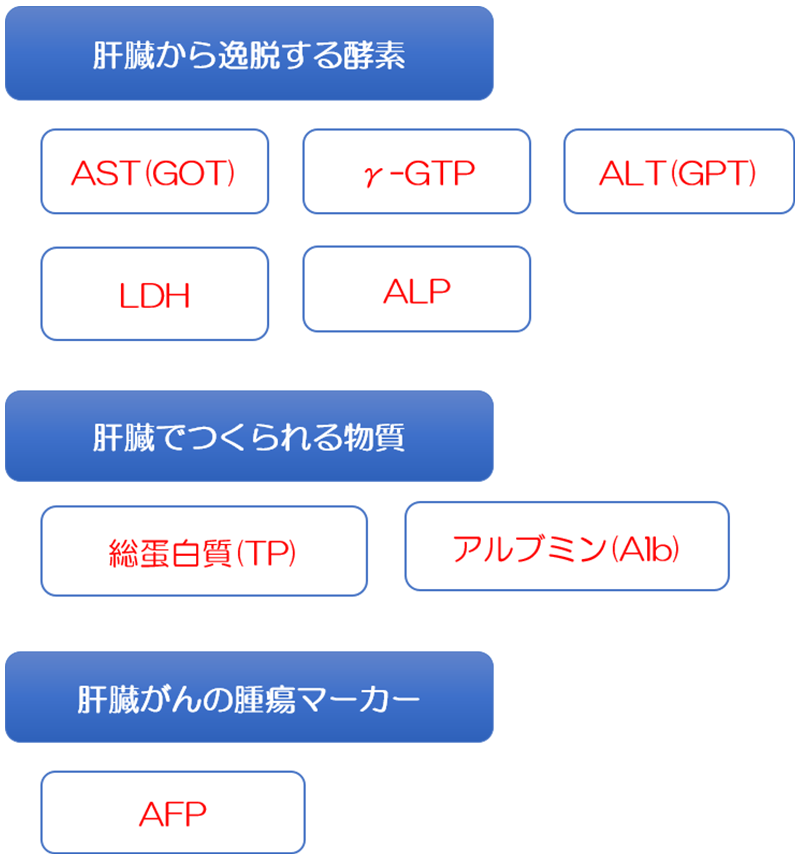 肝臓に関連した血液検査の項目