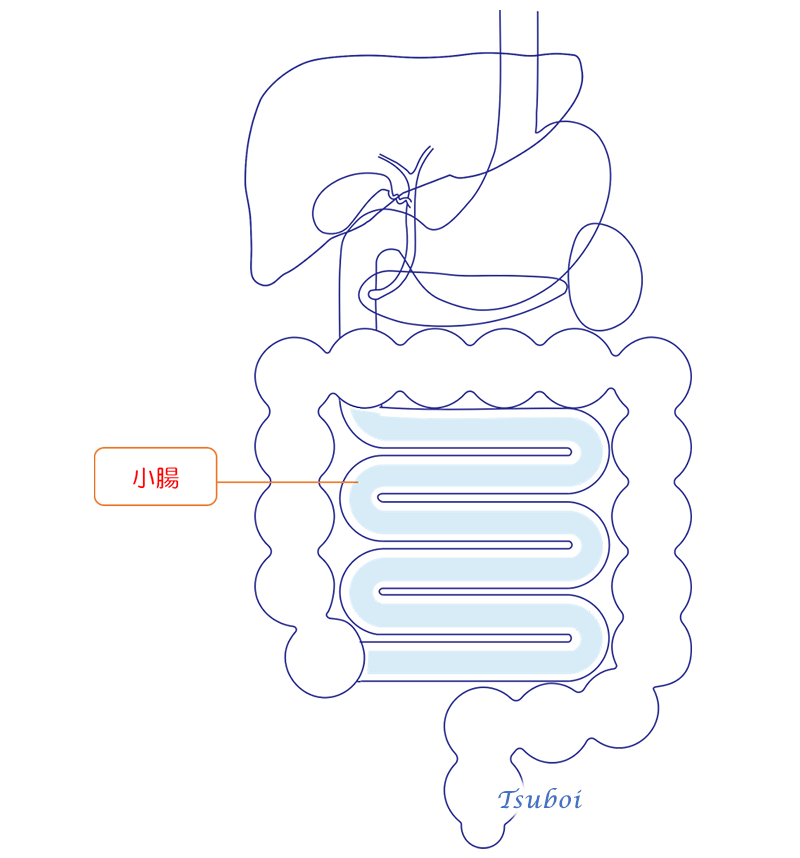 小腸のイメージ