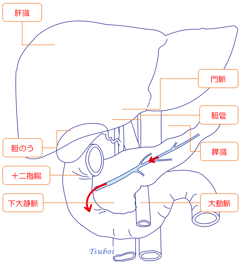膵液の流れ