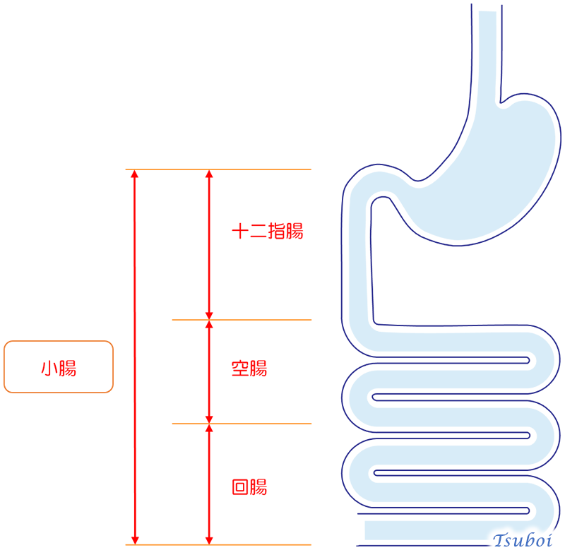 小腸のイメージ