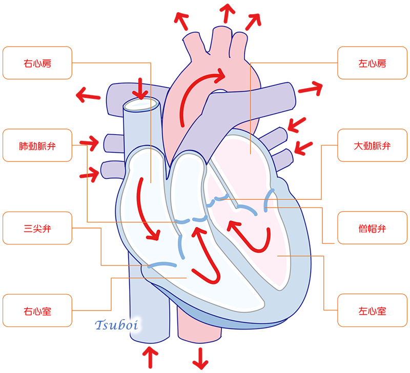 心臓の血液の流れ