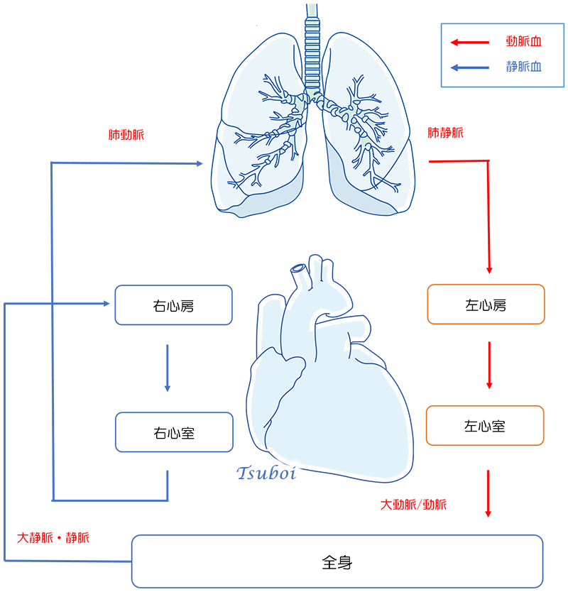肺循環と体循環