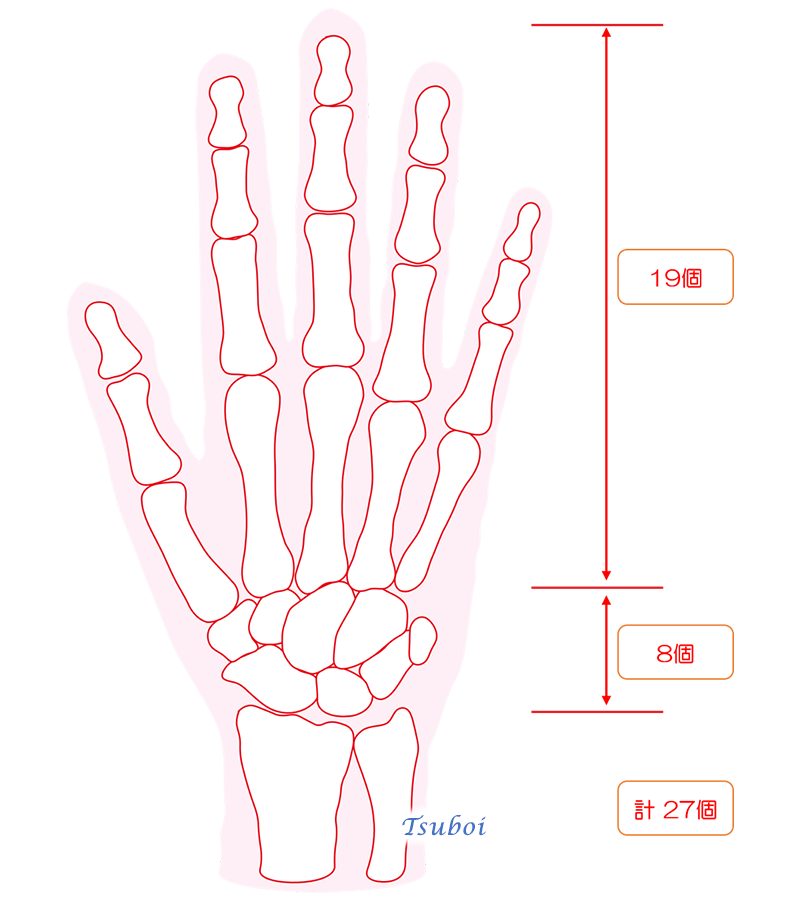 手の骨の個数