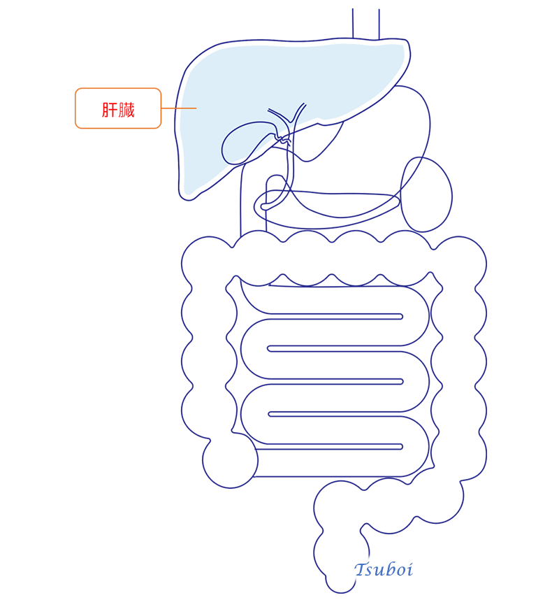 肝臓のイメージ