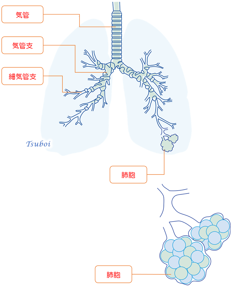 気管支の構造