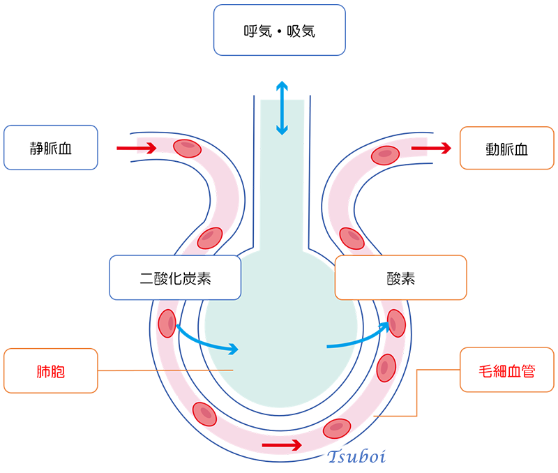 肺胞におけるガス交換