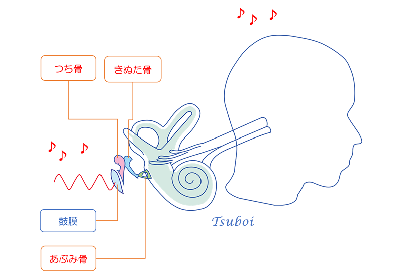 耳小骨