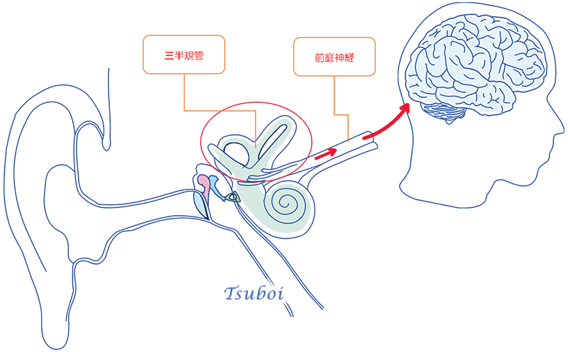 平衡感覚の伝達