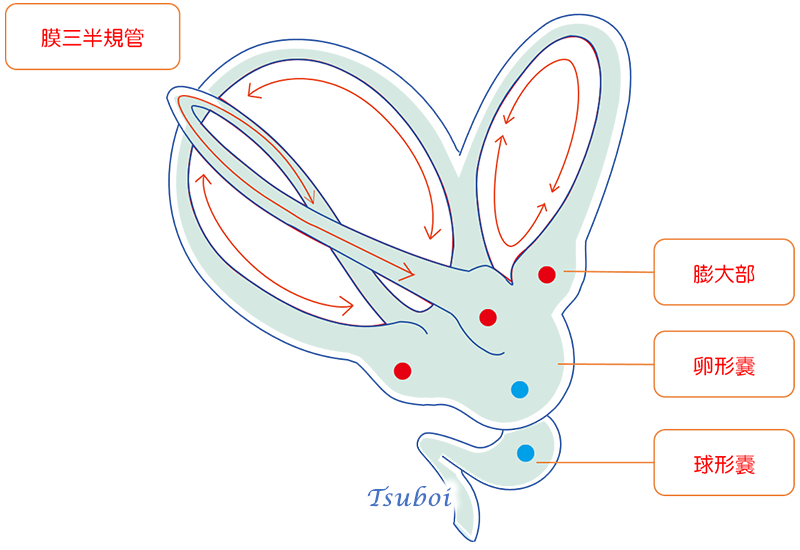 三半規管のしくみ