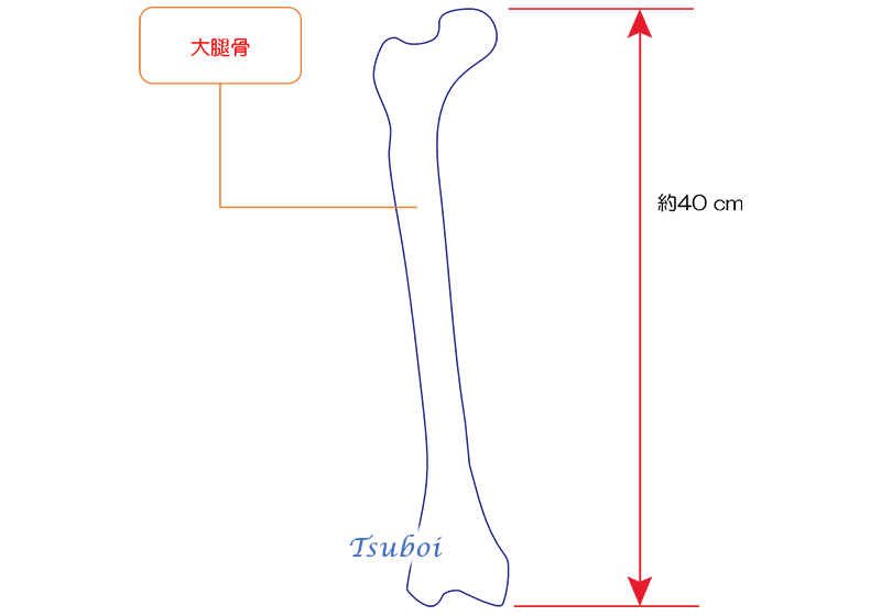 大腿骨