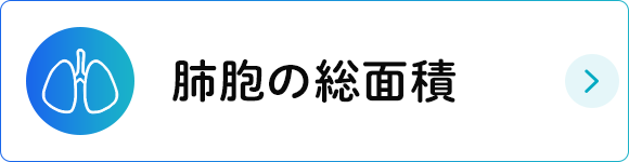 肺胞の総面積