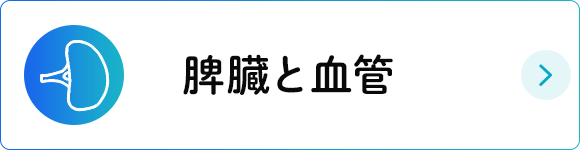 脾臓と血管