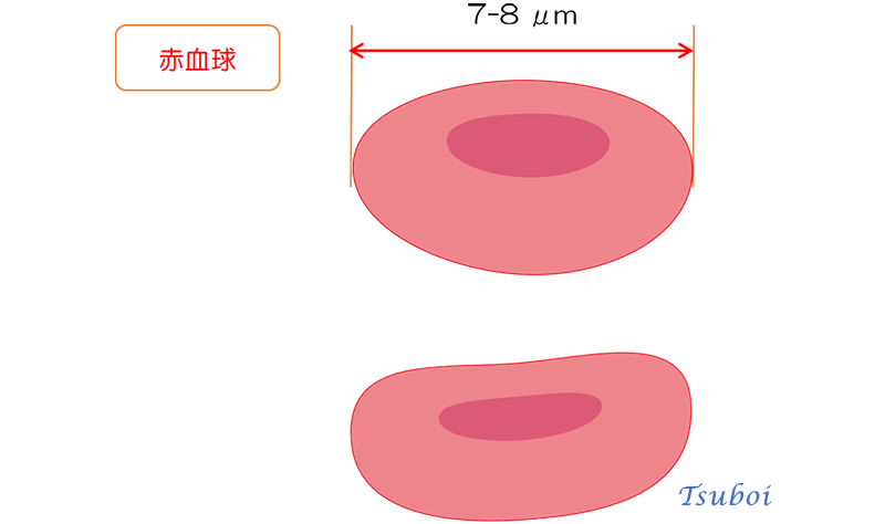 赤血球のはたらき