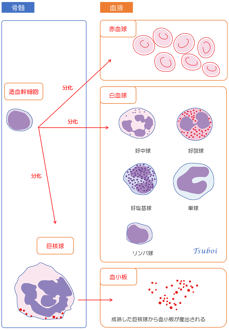 造血幹細胞から血球の分化