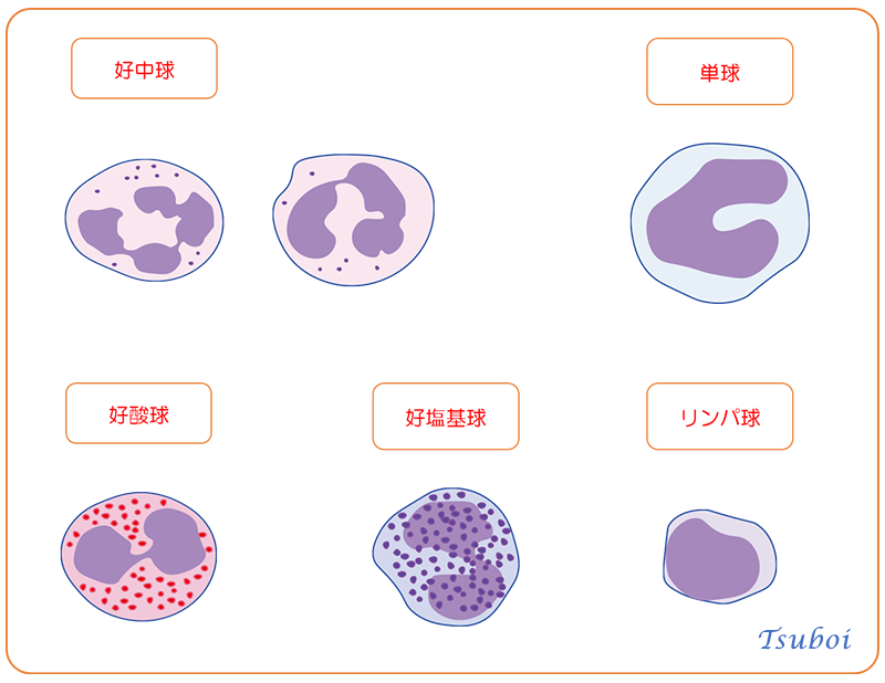 白血球の種類