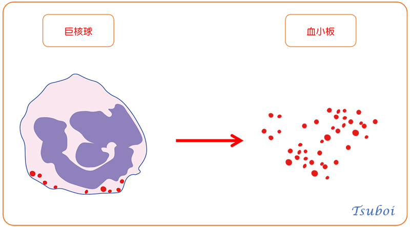 血小板のはたらき