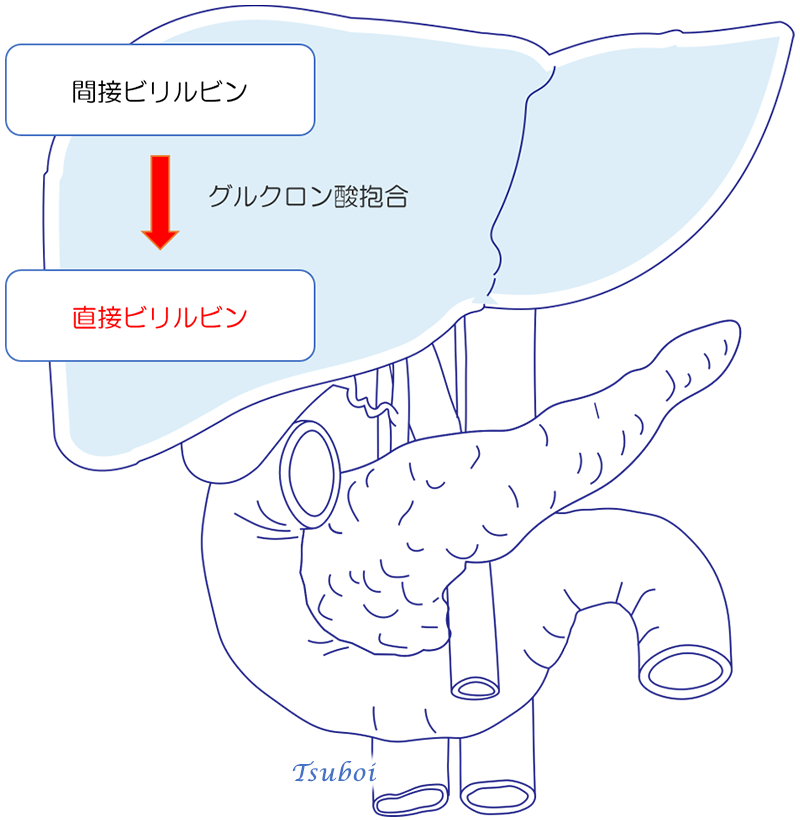 肝臓に関連した血液検査の項目