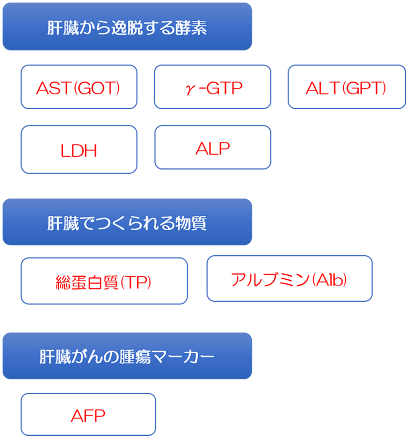 肝臓に関連した血液検査の項目