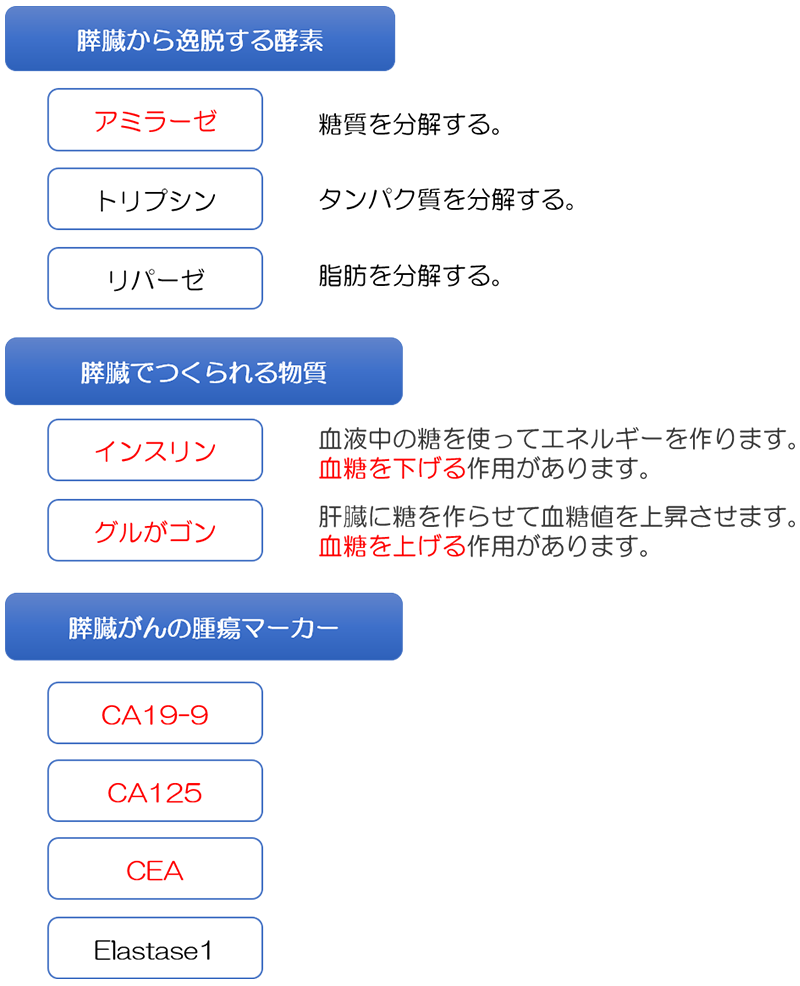 膵臓に関連した血液検査の項目