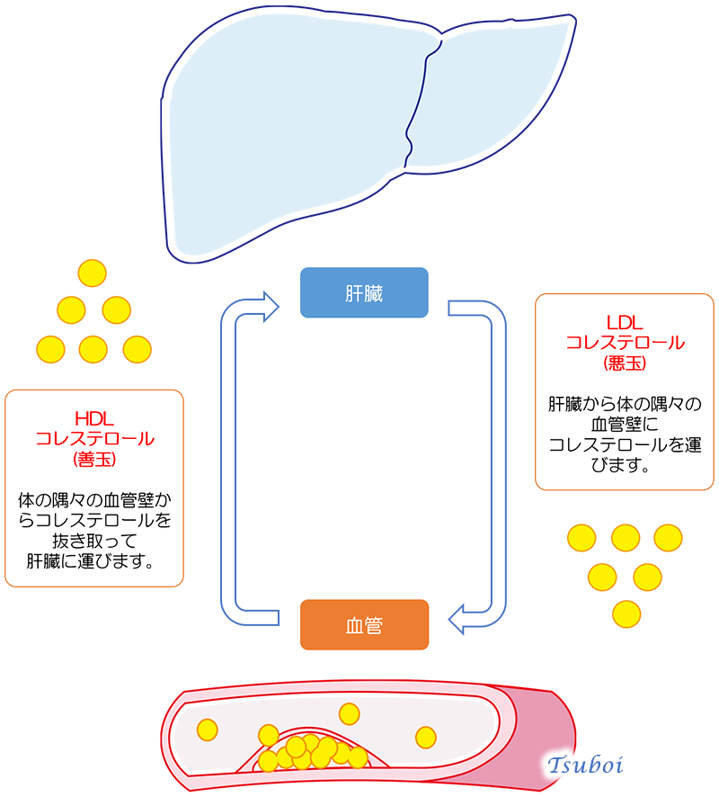 HDLコレステロールとLDLコレステロール