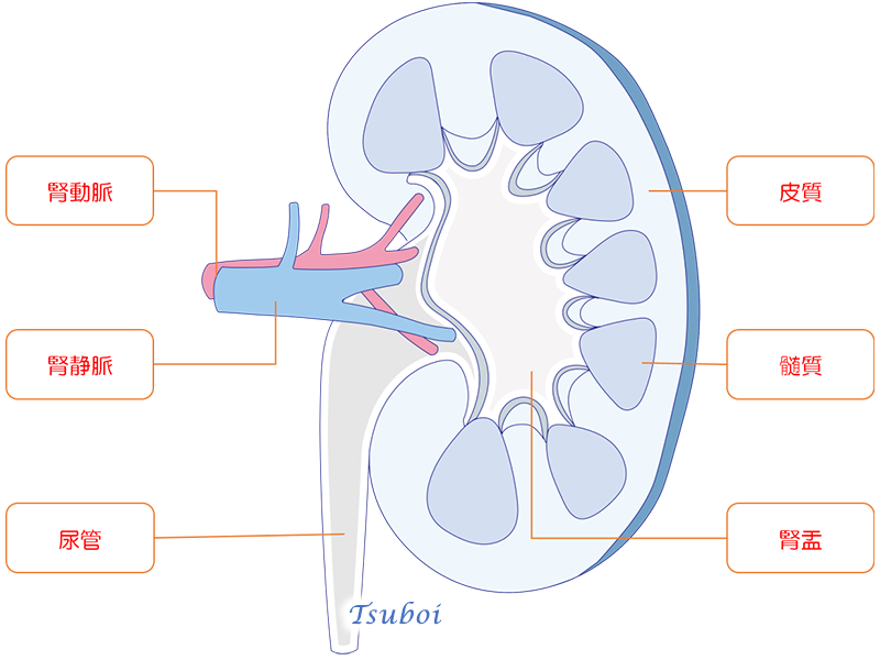腎臓の構造