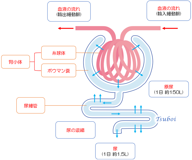 ネフロンの構造