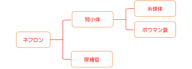 ネフロンの構造