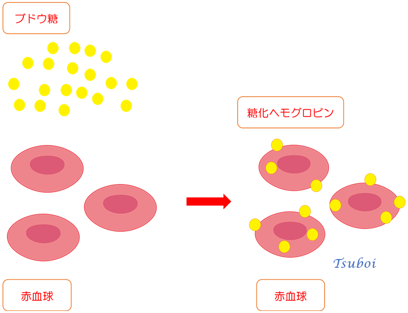 ヘモグロビンと、ヘモグロビンA1cの関係