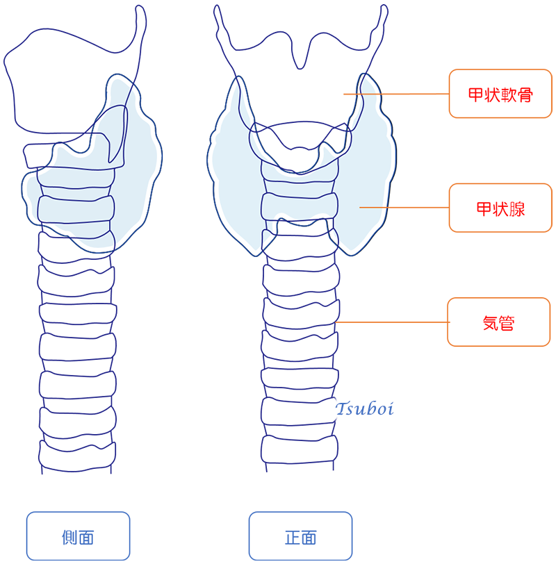 甲状腺のはたらき